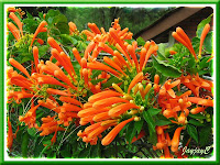 Lovely vine with clusters of bright orange flowers at Boh Tea Plantation, Ringlet, C.Highlands