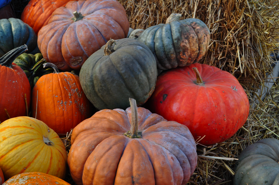 The (ex)Expatriate's Kitchen Edible Pumpkins Links and Photos from