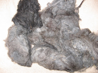 raw alpaca fleece