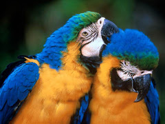 Biodiversidade...