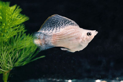 balloon belly mollies