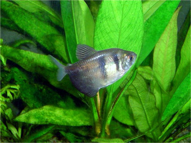 Peixe Tetra Preto