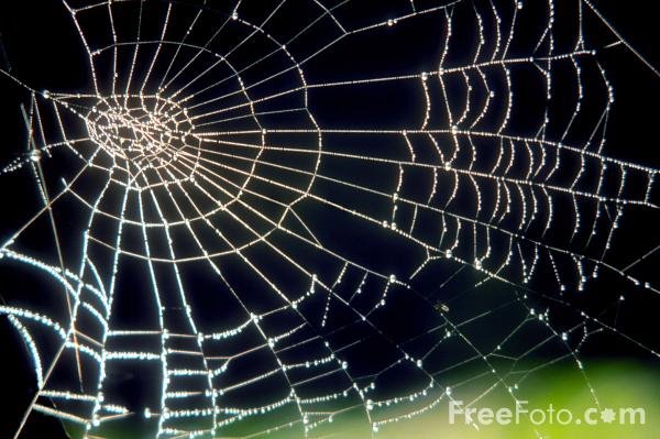 [01_17_3---Spiders-Web_web.jpg]