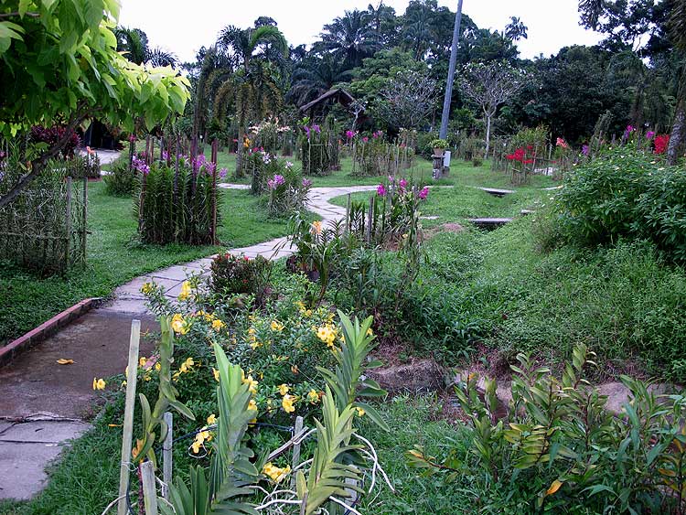 The Butterfly What Next Mog