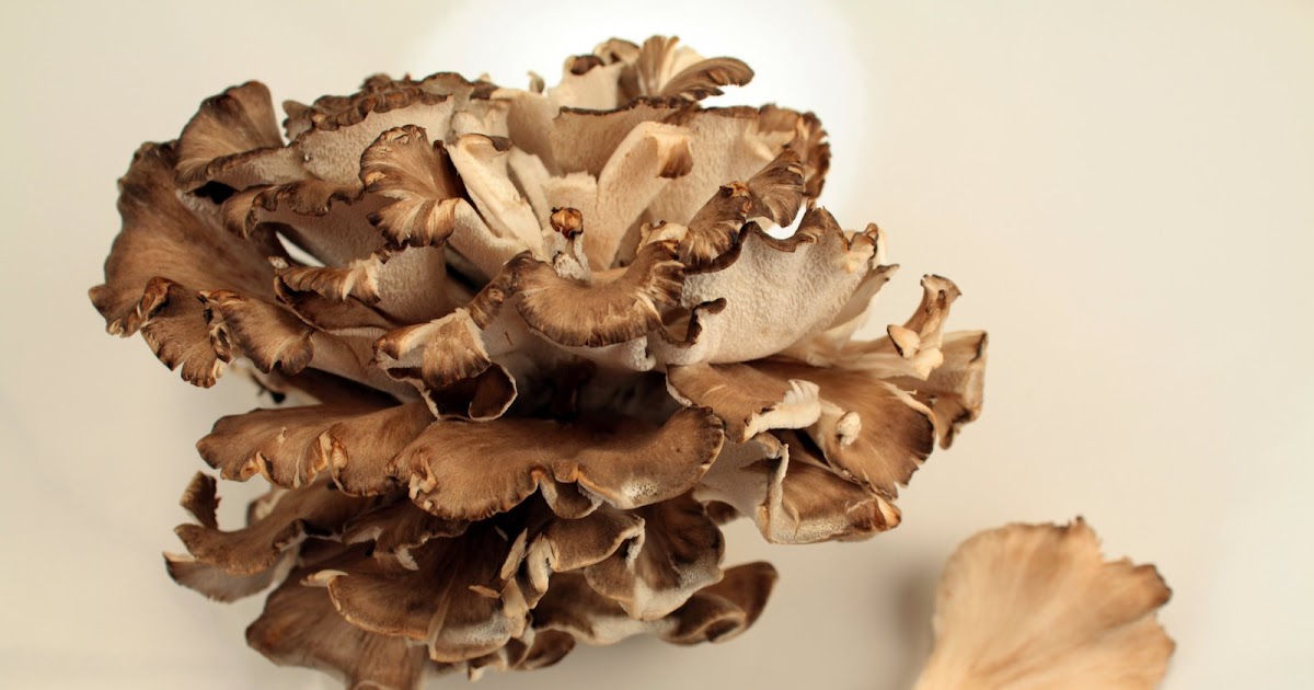 Hungry Cravings Maitake Mushrooms