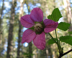 Umatilla Gooseberry