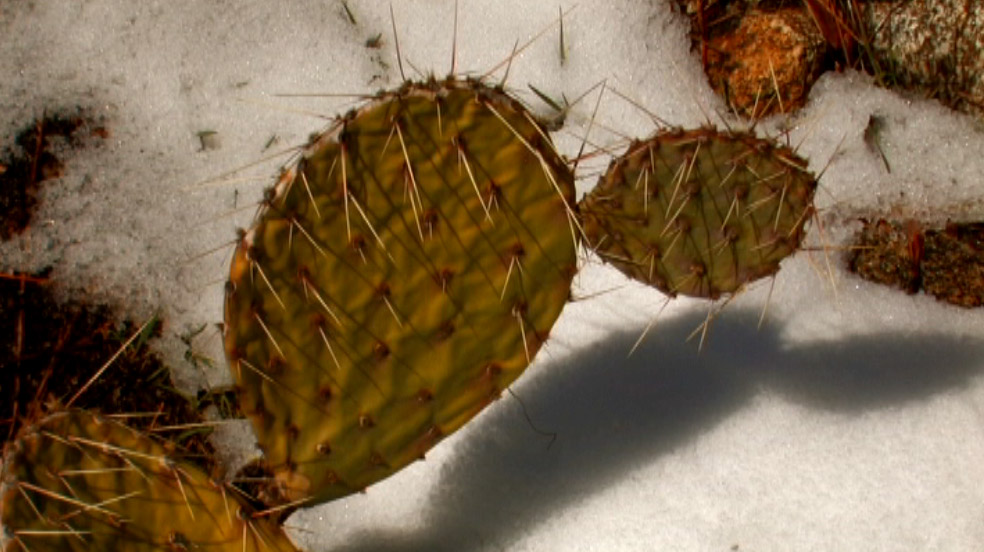 [cactus.jpg]