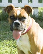 Our Dog Ruby