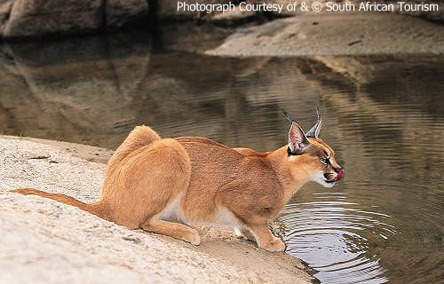 Natura CARACAL 2004