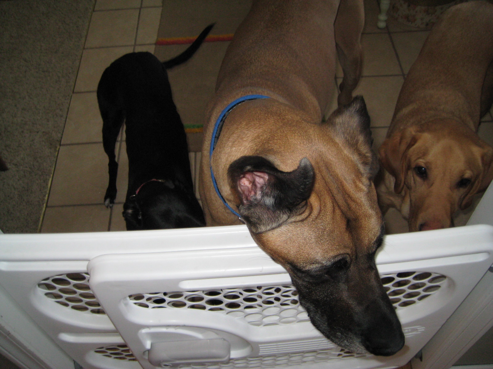 [doggies.JPG]