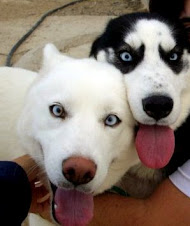 Los huskys