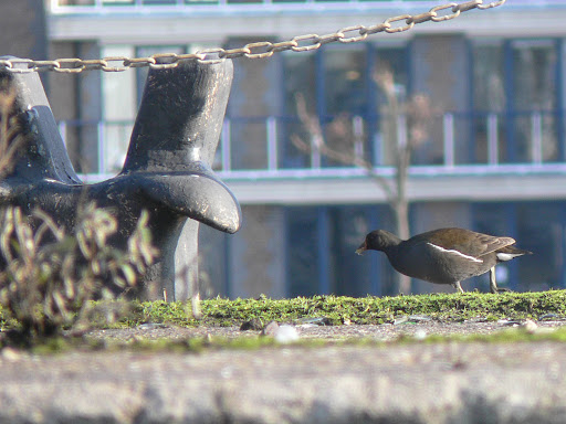 moorhen