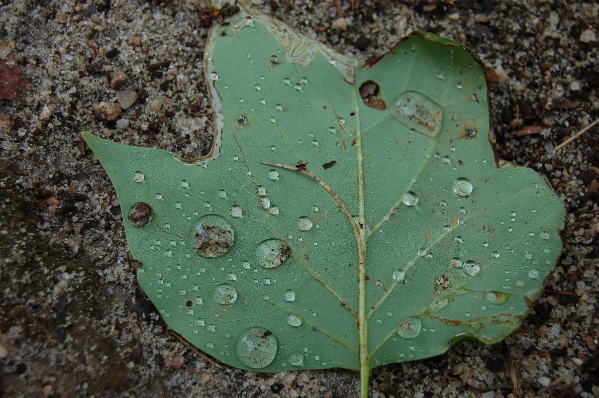 [water+drops+on+leaf.jpg]