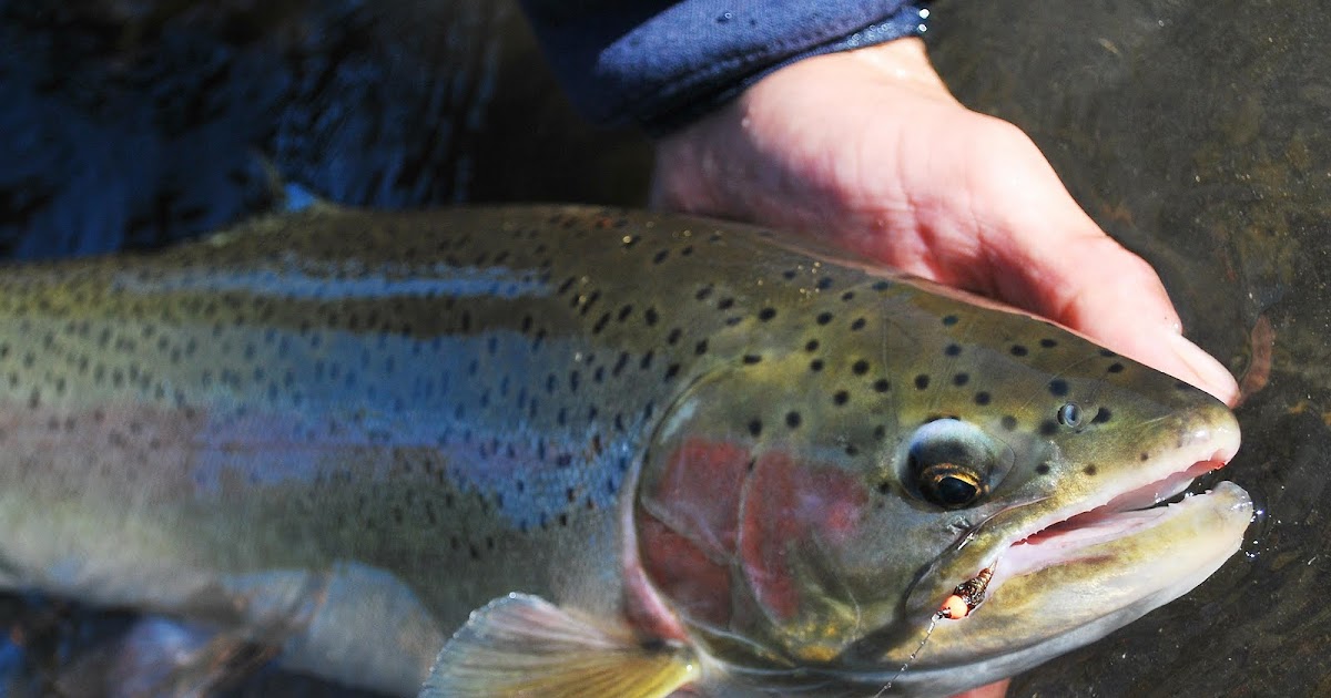 Steel Nymphing for Steelhead