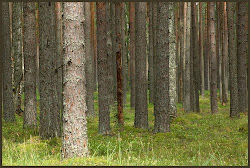 Nende Ruuküla põlispuude asemele tahab Eesti Valitsus tolmust auku