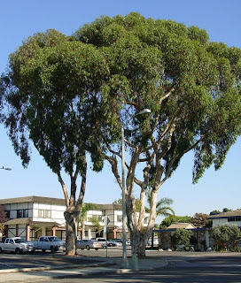 california eucalyptus tree trees southern flamblogger moving since these learn many had