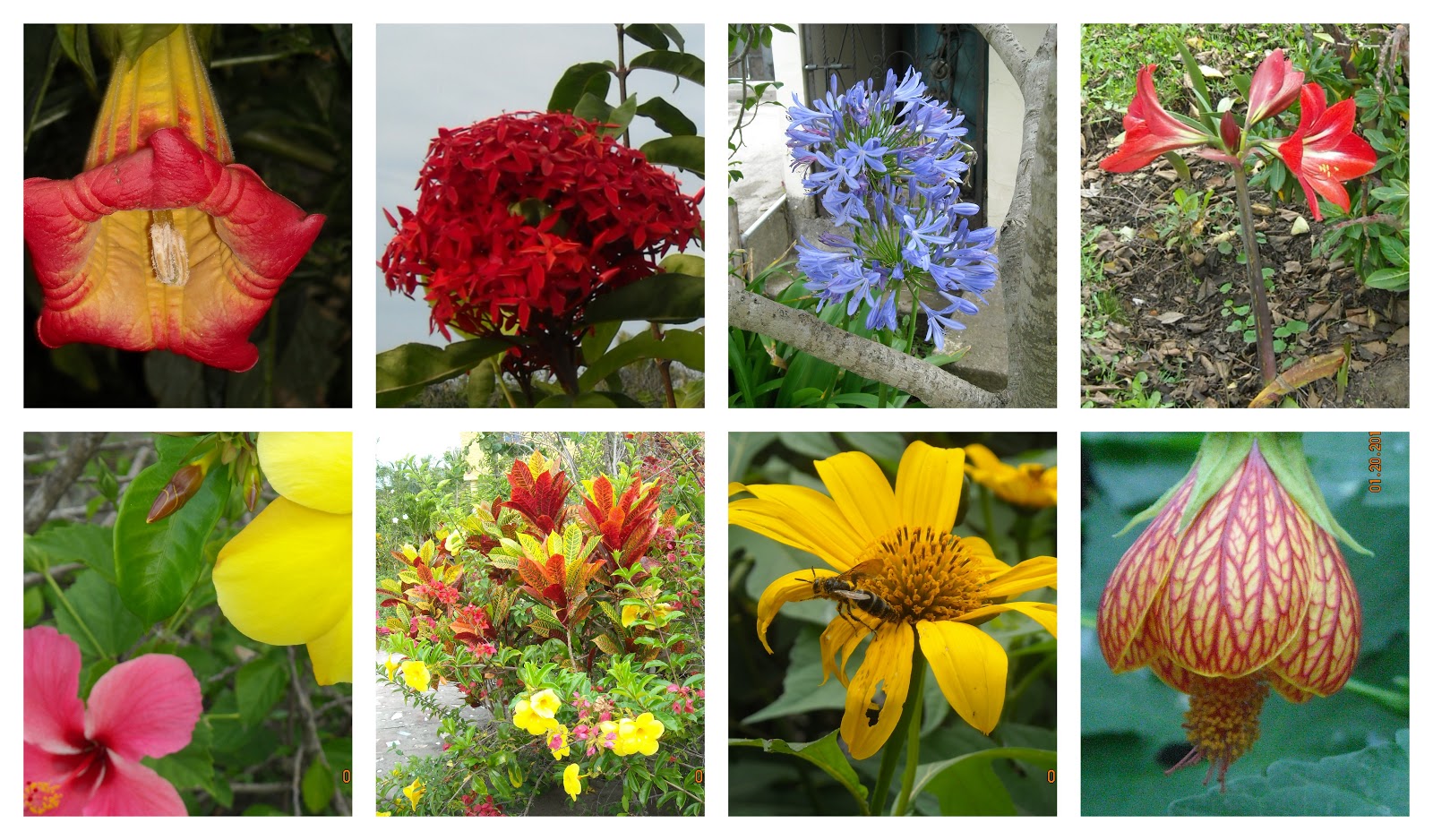 Teach Abroad Teleferico of Quito, flowers in Ecuador and my walk to
