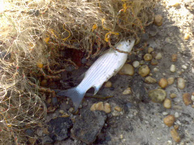 accueil insertion rencontre marcq baroeul