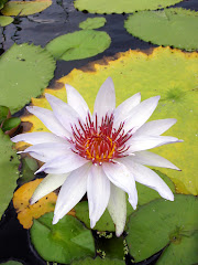 Waterlily