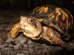 Eastern Box Turtle