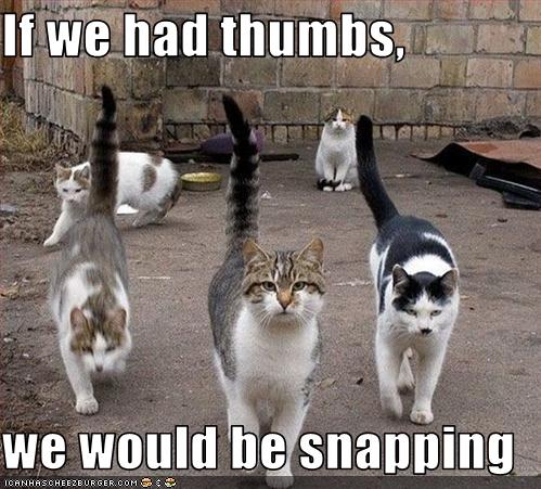 funny cats funny photos of cats. funny cats