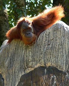 wanderlust ATLANTA: Zoo Atlanta: Climbing, Jumping, Flying, Swimming