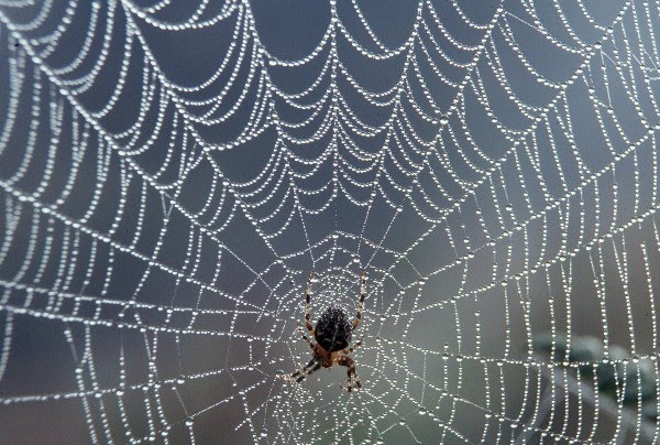 لماذا لا يقع العنكبوت في شباكه الخاصة ؟؟  Spider+web+with+dew
