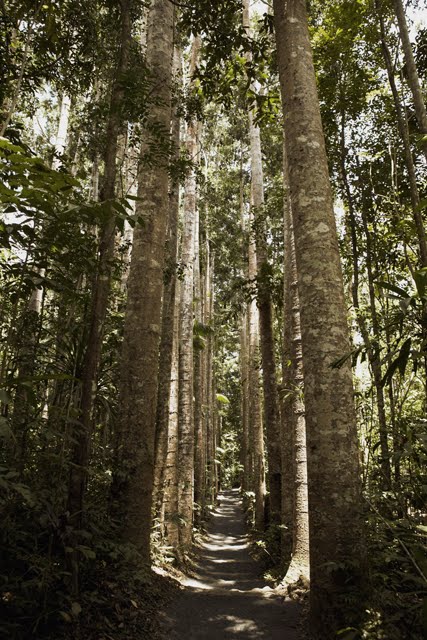 arbor day trees for kids