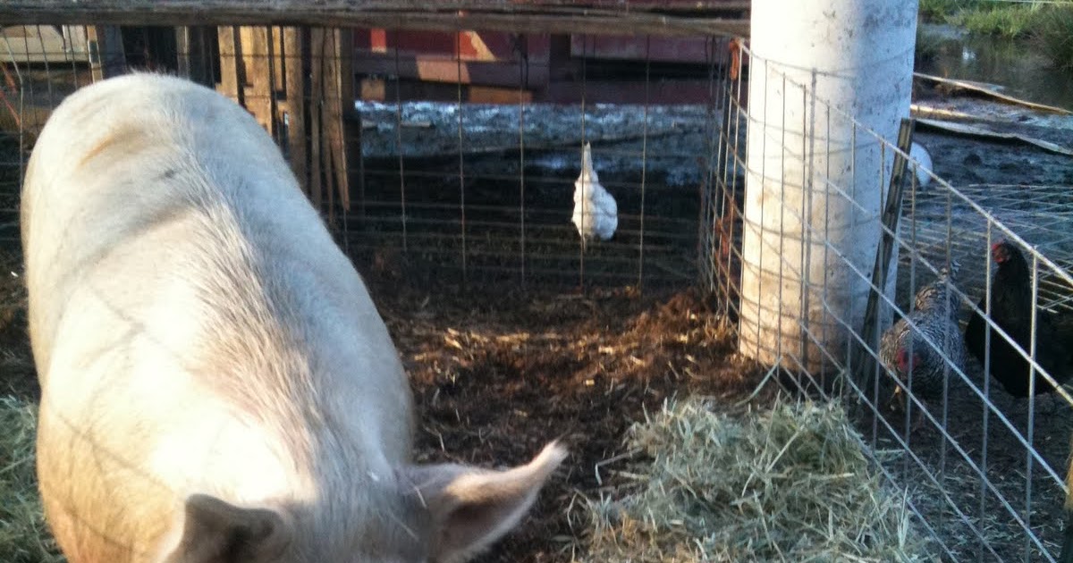 meat Pig sizes & tips on buying piglets