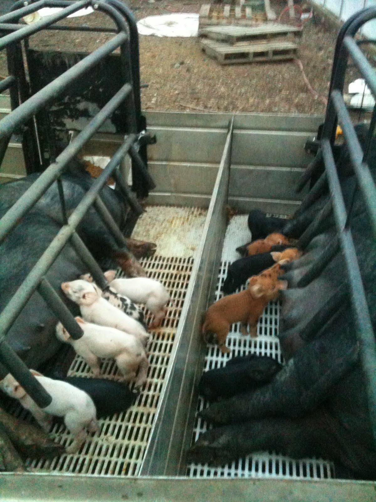 Notes on using a farrowing crate.