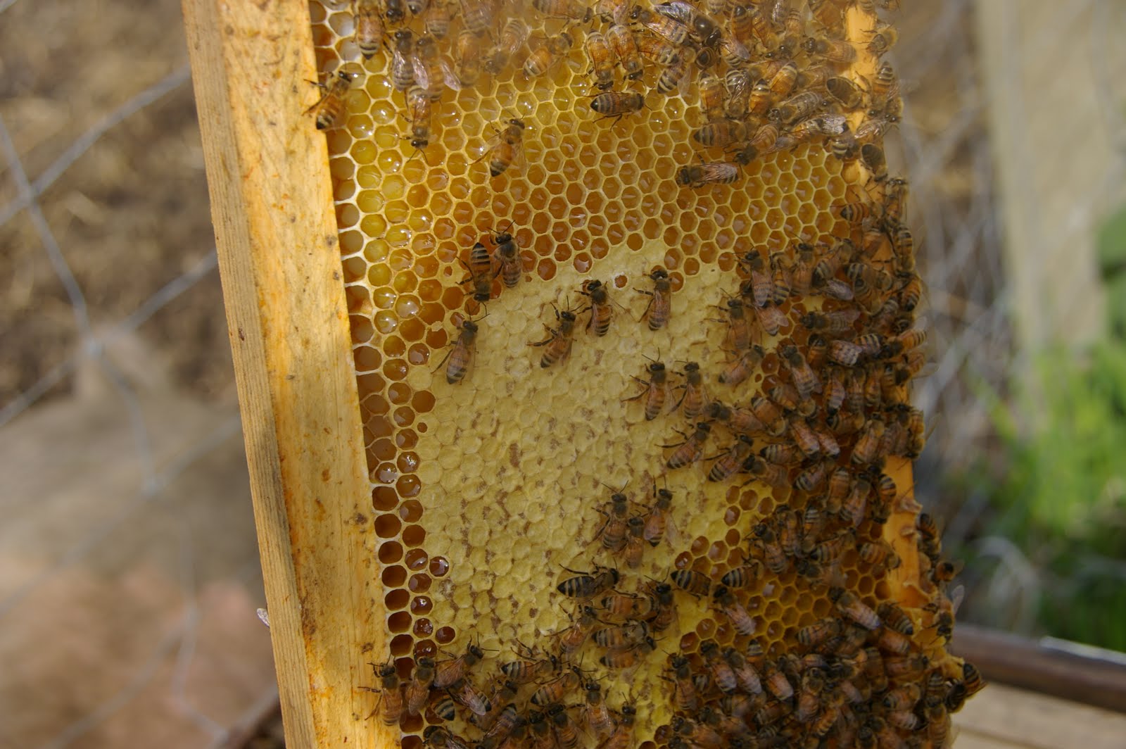 meat Part 2 The bees surprised me today