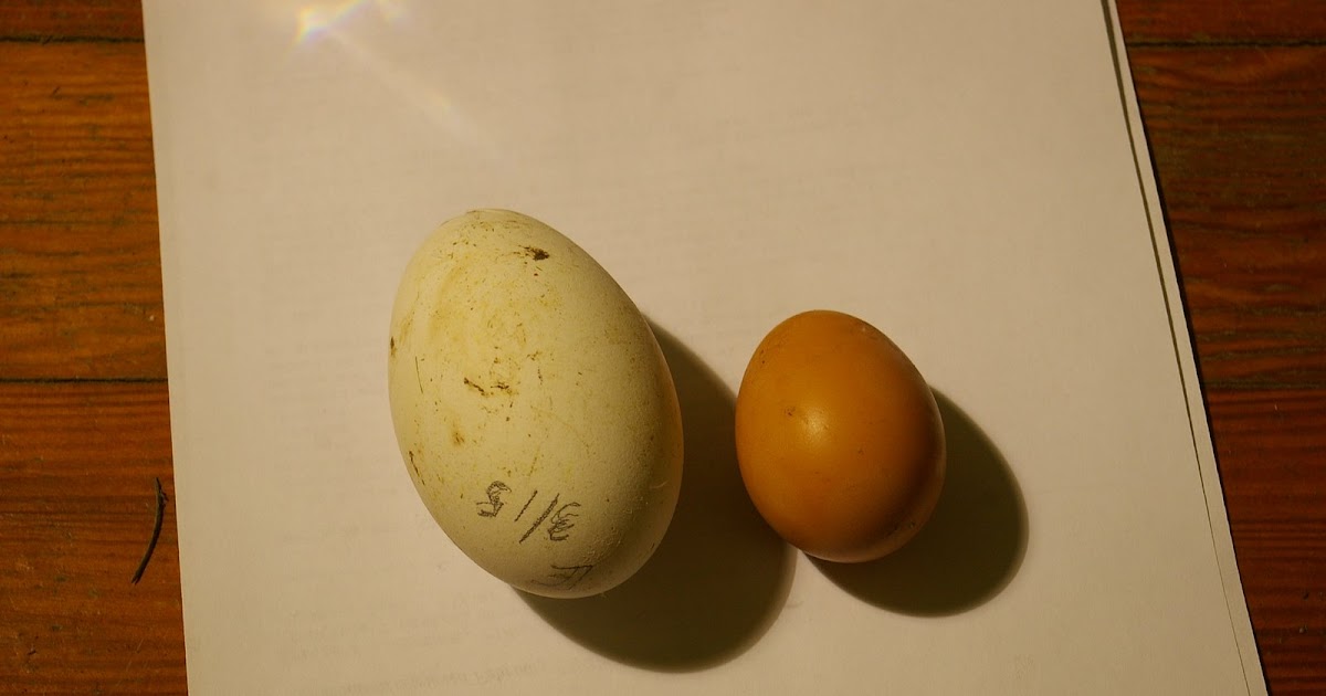 meat: Goose eggs vs Chicken eggs - taste and texture