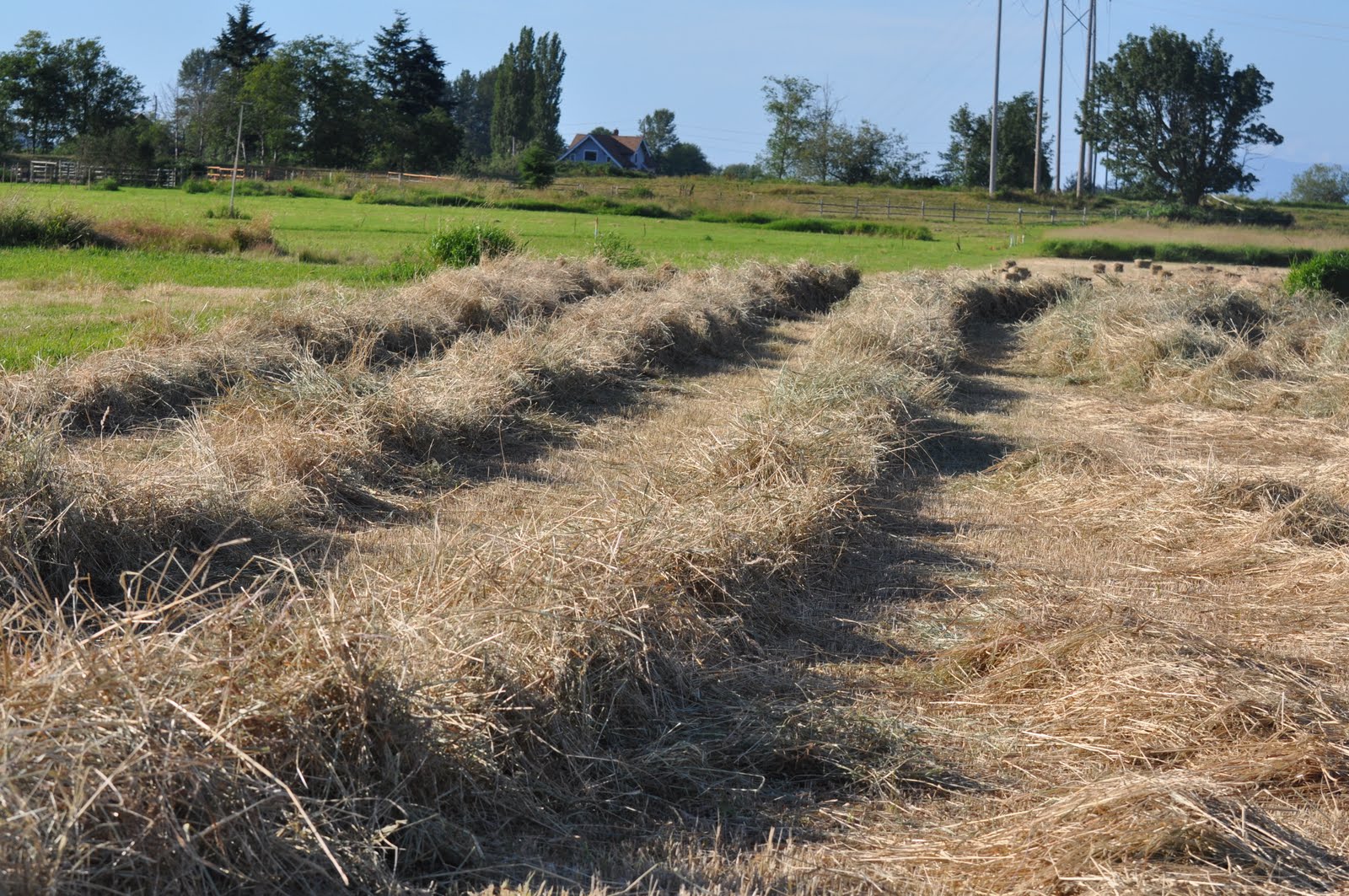 meat How hay bales are made