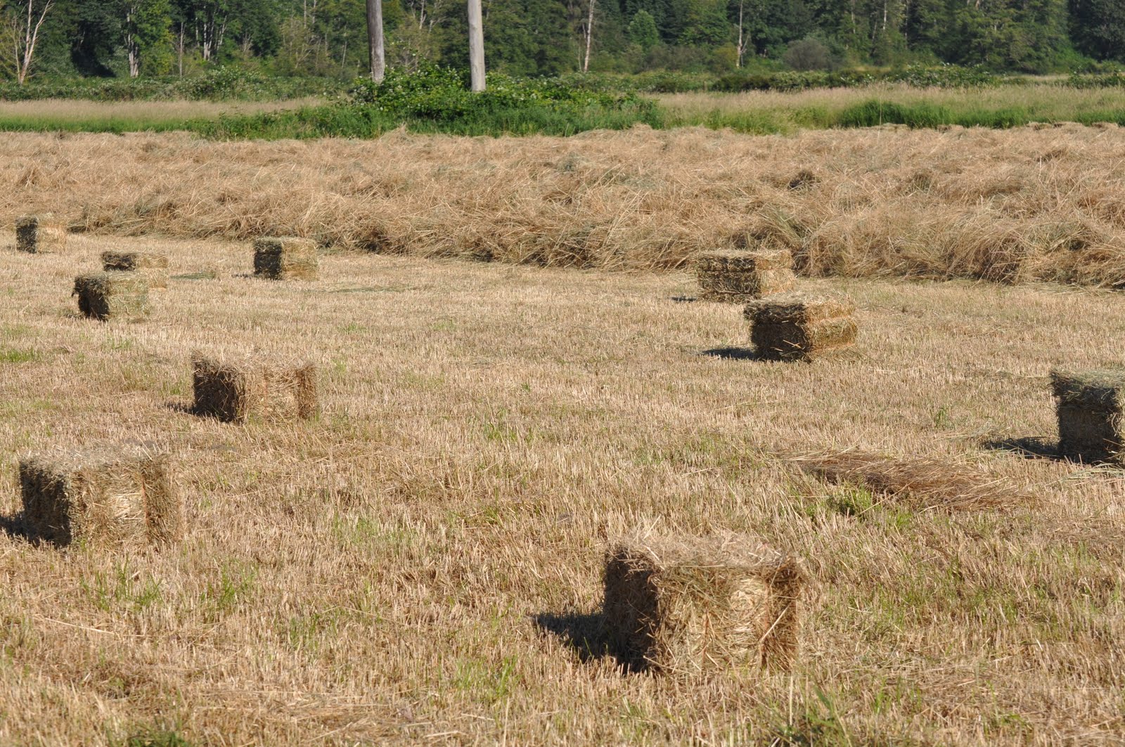 meat How hay bales are made