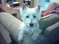 Jesse the Westie