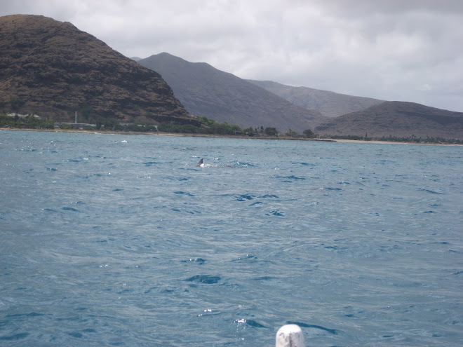 Pokai Dolphins