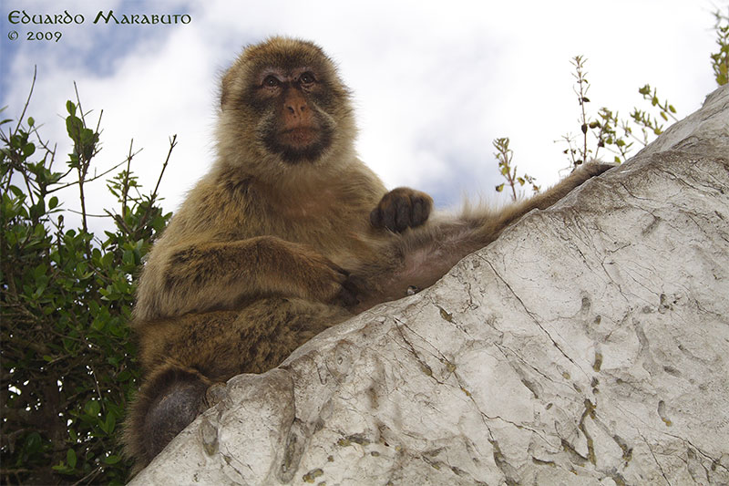 [Macaca-sylvanus5_web.jpg]