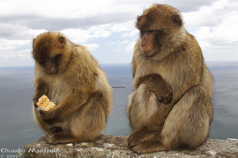 [Macaca-sylvanus6_web.jpg]