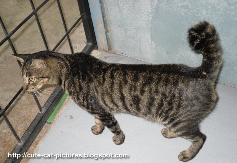 Cute Cat Pictures Short Tail Tabby Cat Pictures