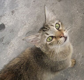 the fat cat just eaten the fish