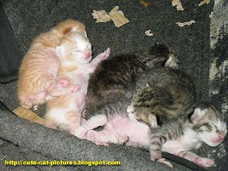 5 cute kitten just born
