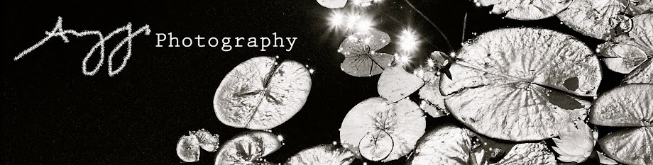 Amy Jo Photography
