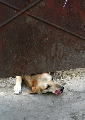 Pe Ici Pe Colo Animale In Captivitate