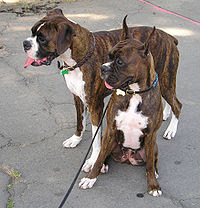 boxer atigrados