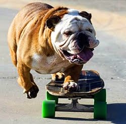 bulldog_skateboarder-12704.jpg
