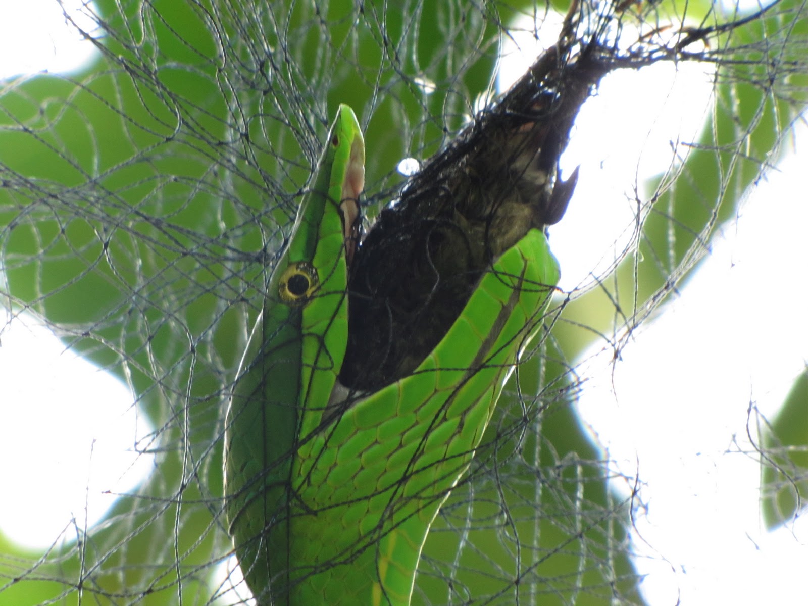 lovely pets Green Vine Snake eating bird