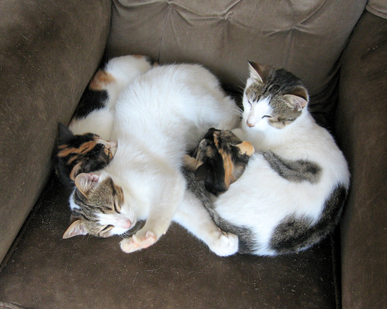 Cittaslow Botanik Park Kasım 2010