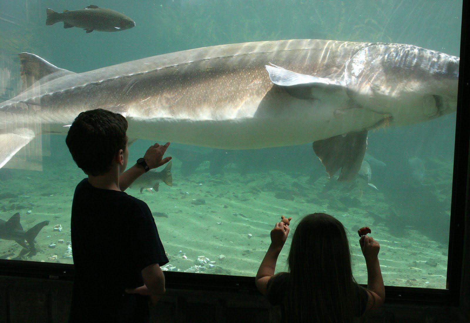 Herman the Sturgeon Bonneville Dam & Fish Hatchery in Oregon Oregon