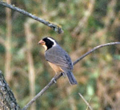 pajaros pajaros