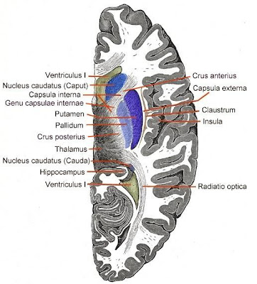 Striatum Definition